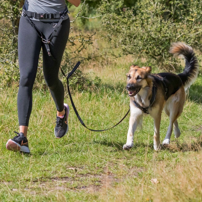 Trixie Bauchgurt mit Leine für mittelgroße und große Hunde 12766.jpg