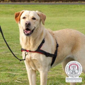 Trixie Trainingsgeschirr Lead’n’Walk Soft – S-M