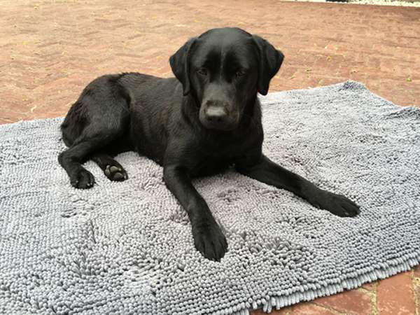 doggy dry spill mat 2.jpg