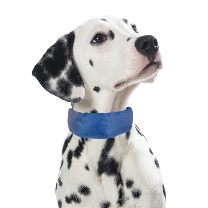 PROCYON Kühl-Bandana für Hunde - M kuehlbandana.jpg