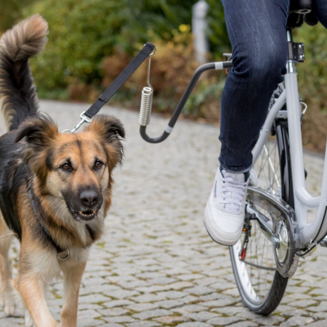 pho pro dog 12860 2 sall awk v11.jpg