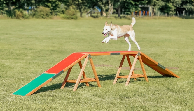 pho pro dog 32090 8 sall awk v11.jpg