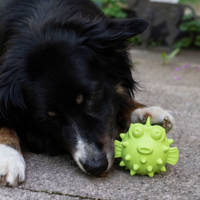 PROCYON TPR Snackball Fisch ps 90386.jpg